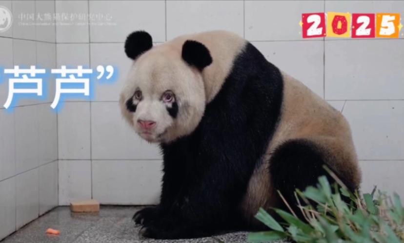 大熊猫芦芦因病死亡,ip138快递查询网_随叫随到