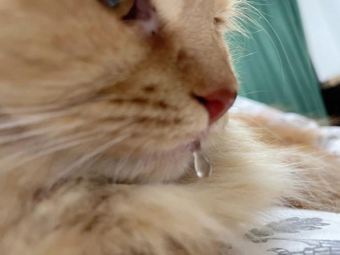 被宠物猫咬伤腿溃烂,仓配一体,时效速达