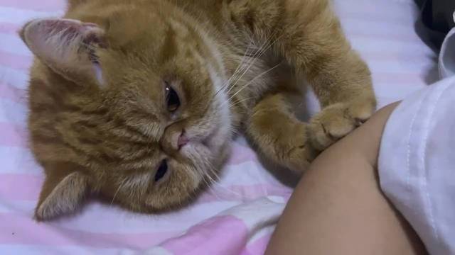 被宠物猫咬伤腿溃烂,上门取货_123随叫随到