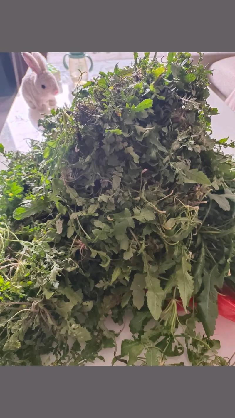 美国人开始薅野菜了,上门取货_123随叫随到