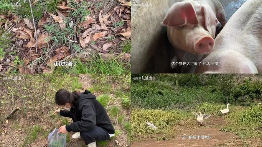 美国人开始薅野菜了,物流专线直达_123随叫随到