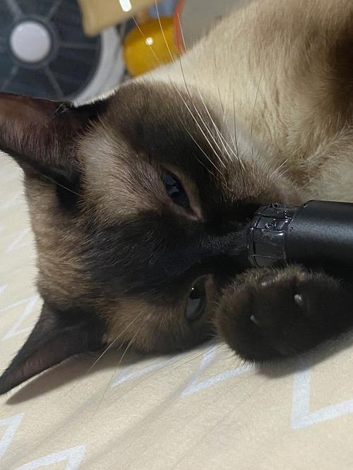 晒手电筒照被网友救,专业的一站式物流信息网_123随叫随到