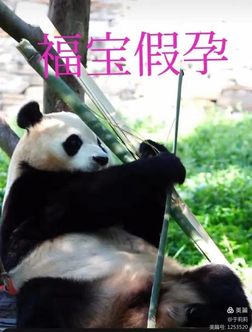 福宝再进入假孕状态,快递单号查询_123随叫随到
