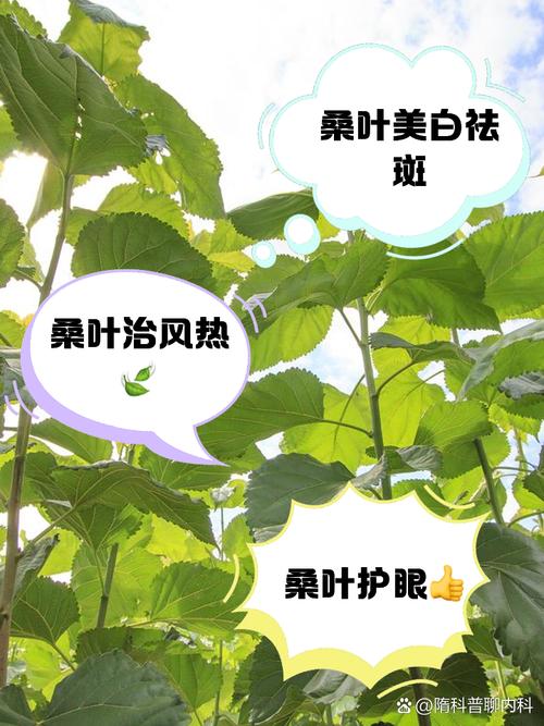 养500只蚕摘6斤桑叶,天天发车准时送达_123随叫随到