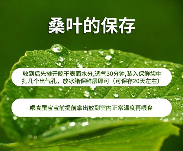 养500只蚕摘6斤桑叶,快递单号查询_123随叫随到