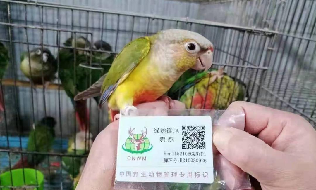 全国仅剩1只的动物,快递单号查询_123随叫随到