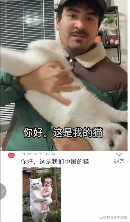 网红猫爷涨粉近70万,ip138快递查询网_随叫随到