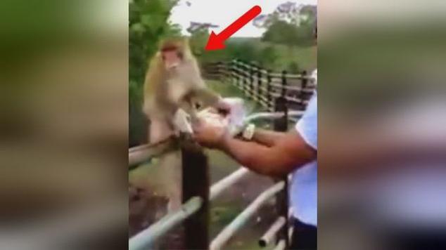 被猴子抢食还挨巴掌,物流专线直达_123随叫随到