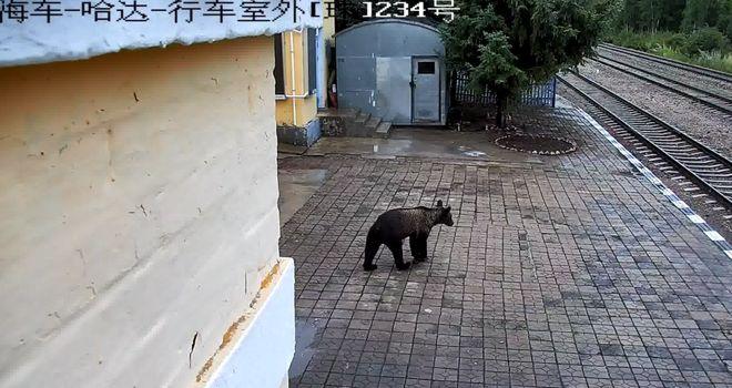 西藏3头熊闯奶茶店,让发货找车找物流更简单_123随叫随到