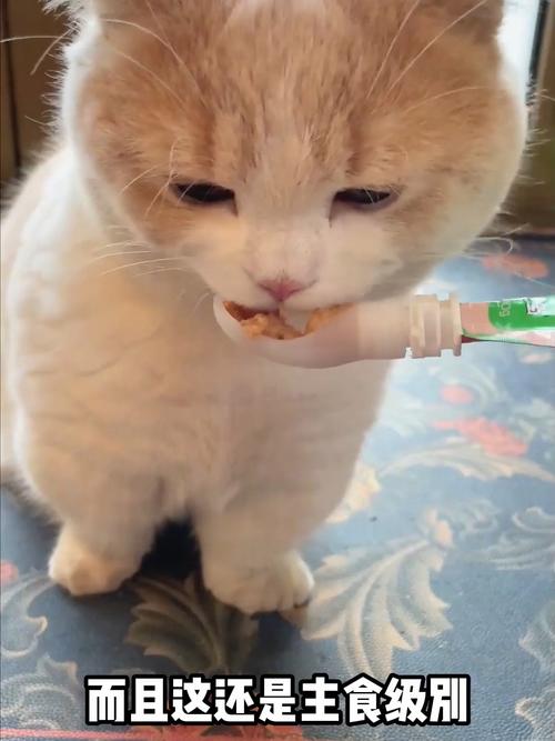 猫掉进火锅不治身亡,让发货找车找物流更简单_123随叫随到