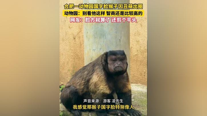 动物园一猴子丑出圈,快递单号查询_123随叫随到