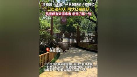 卡皮巴拉出逃40天,上门取货_123随叫随到
