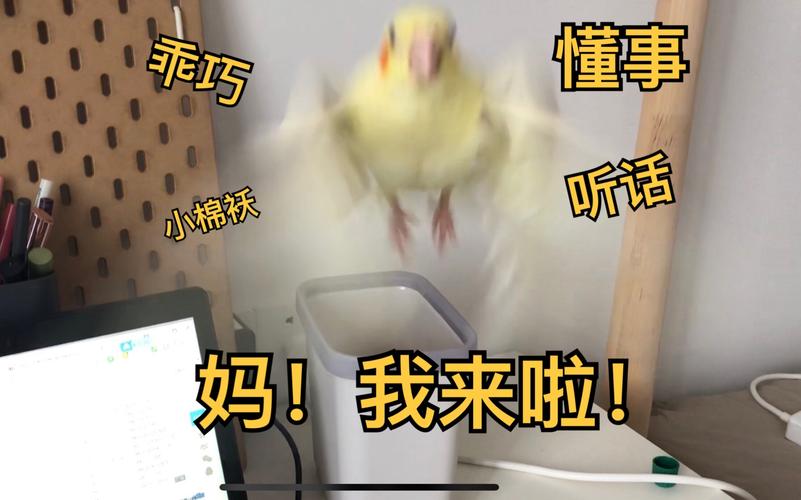 鹦鹉疑被欺负到秃顶,让发货找车找物流更简单_123随叫随到