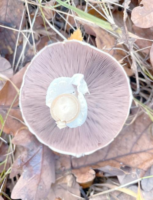 发现微生物新物种,上门取货_123随叫随到