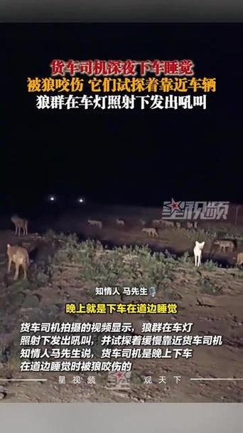 下车睡觉被狼咬伤,物流专线直达_123随叫随到