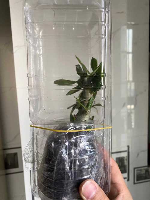 沙漠10万玫瑰绽放,让发货找车找物流更简单_123随叫随到