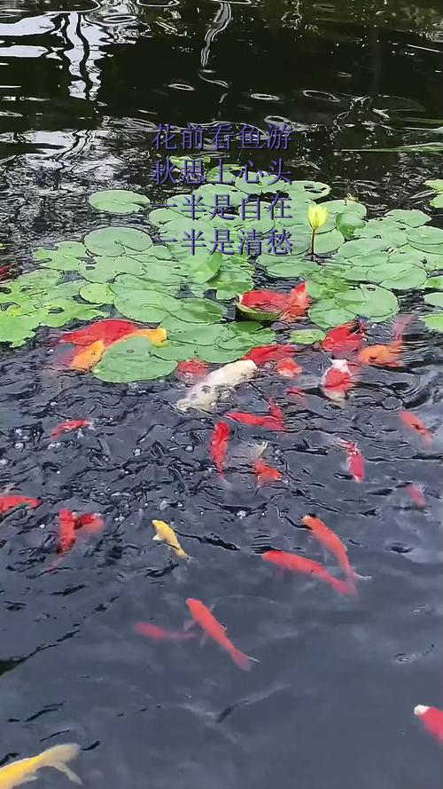 网友拍到鱼游荷上露,上门取货_123随叫随到