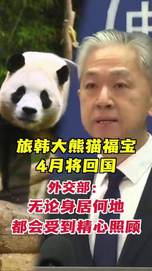 4旅日大熊猫将回国,ip138快递查询网_随叫随到