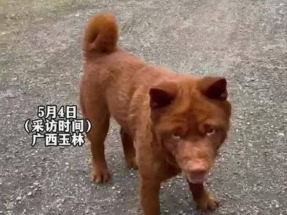 女子为4只狗立遗嘱,仓配一体,时效速达