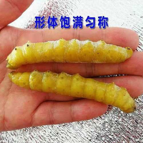 自来水中含活体虫,上门取货_123随叫随到