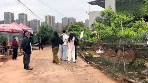老人上树摘枇杷被困,天天发车准时送达_123随叫随到