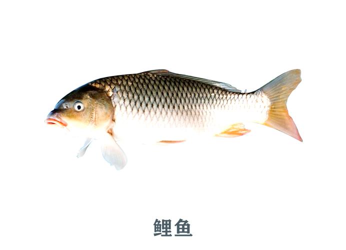 放生2.5万斤外来鲇鱼,天天发车准时送达_123随叫随到