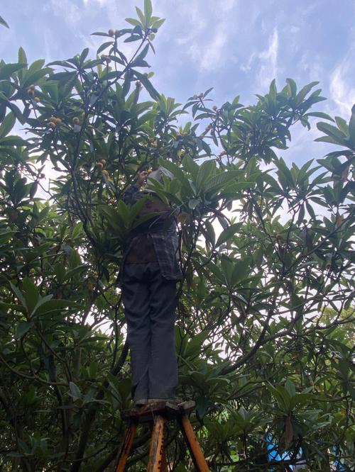 老人上树摘枇杷被困,快递单号查询_123随叫随到