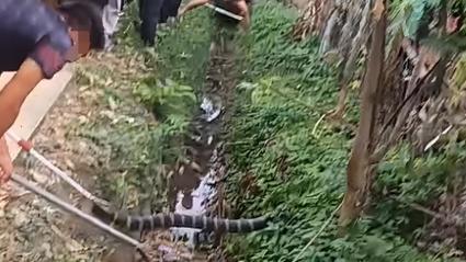 男子在湖边被蛇咬伤,上门取货_123随叫随到
