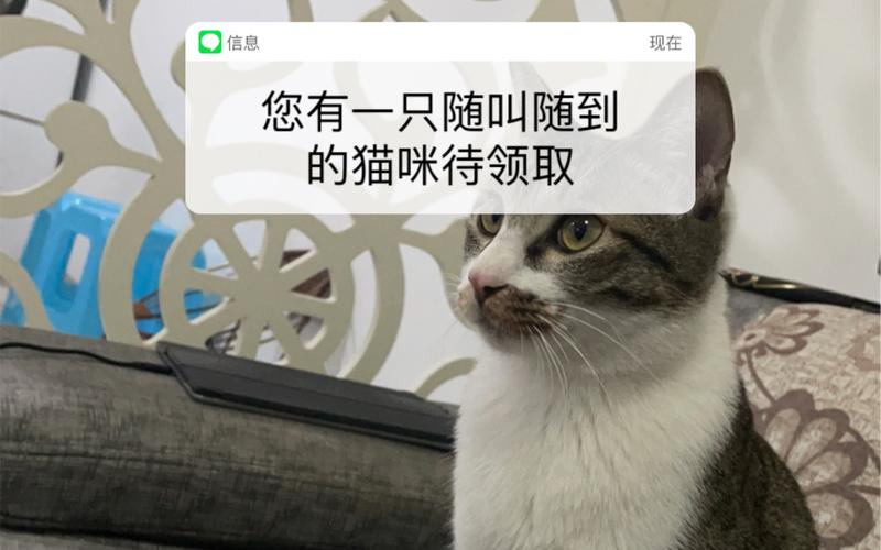 索尼反对顽皮猫商标,上门取货_123随叫随到