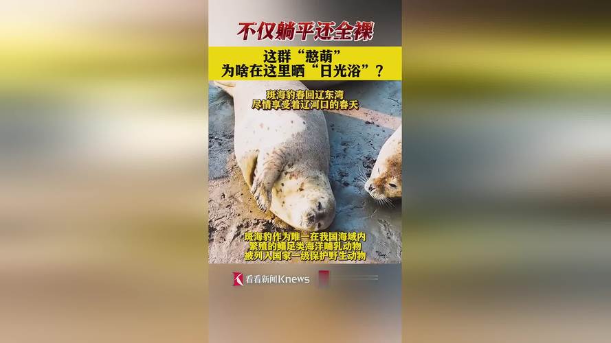 9只斑海豹放归大海,上门取货_123随叫随到
