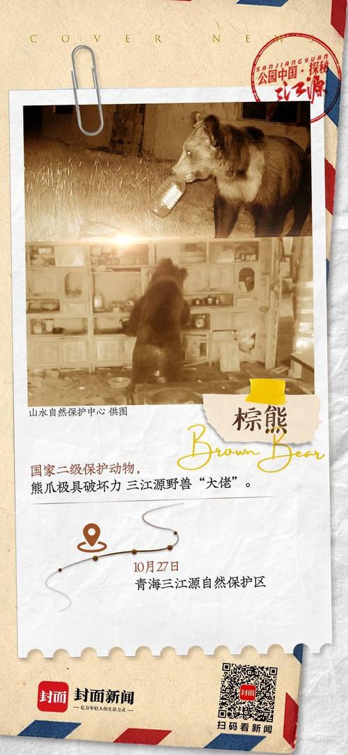 熊闯入家中上桌偷吃,天天发车准时送达_123随叫随到