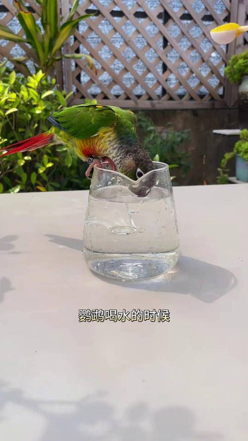 鹦鹉开饮水器喝水,专业的一站式物流信息网_123随叫随到