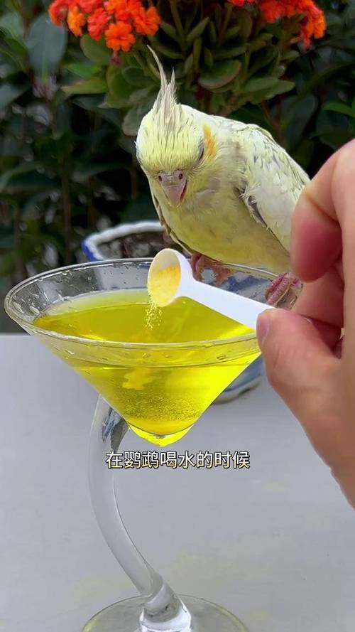 鹦鹉开饮水器喝水,上门取货_123随叫随到