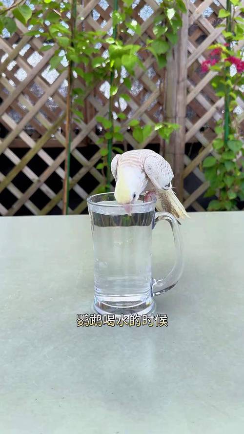 鹦鹉开饮水器喝水,快递单号查询_123随叫随到
