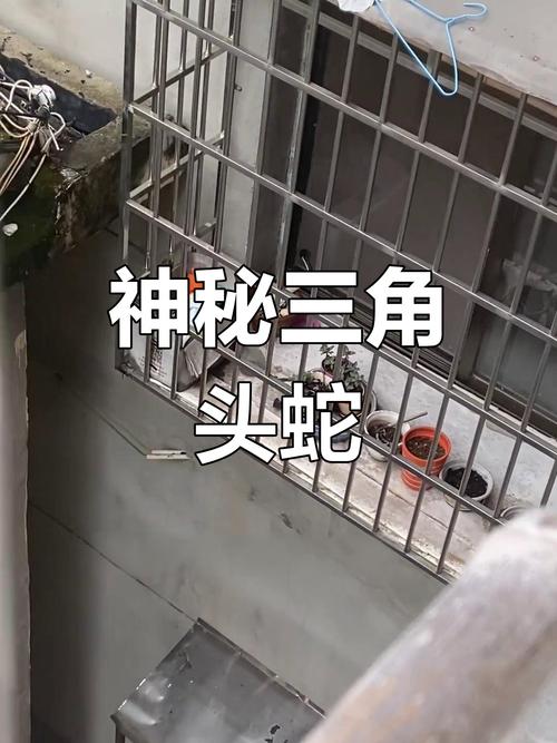 因好奇徒手抓蛇被咬,专业的一站式物流信息网_123随叫随到