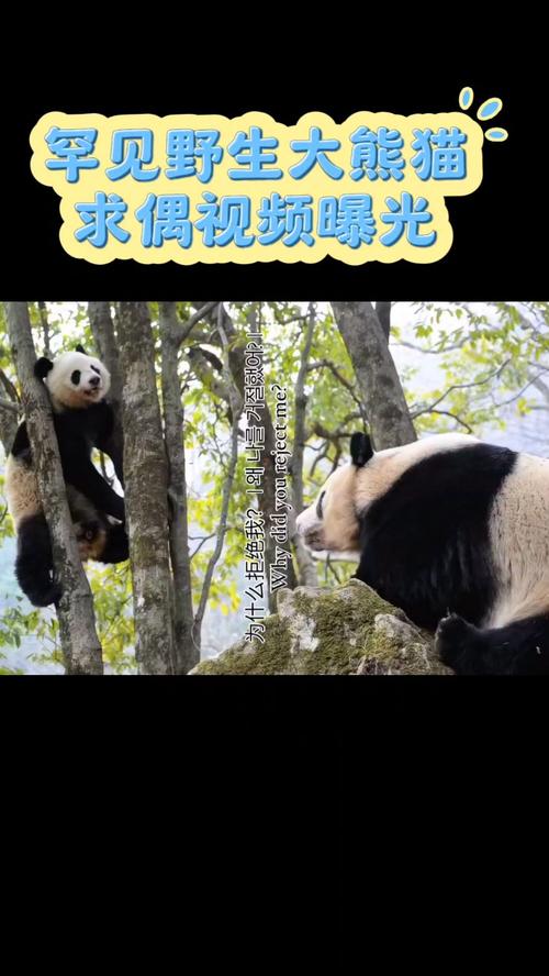 野外大熊猫求偶被拍,专业的一站式物流信息网_123随叫随到