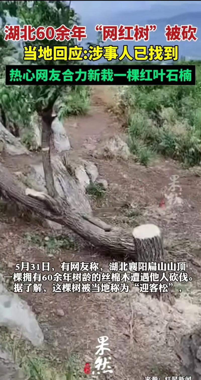 广西高速迎客松被砍,物流专线直达_123随叫随到