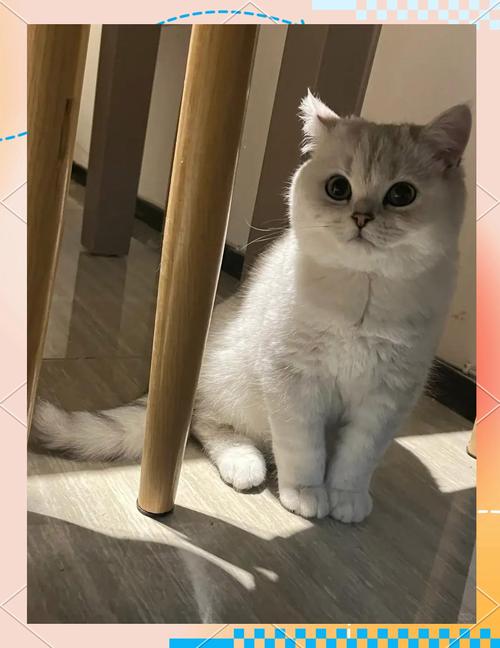 猫咪从16楼意外坠落,物流专线直达_123随叫随到