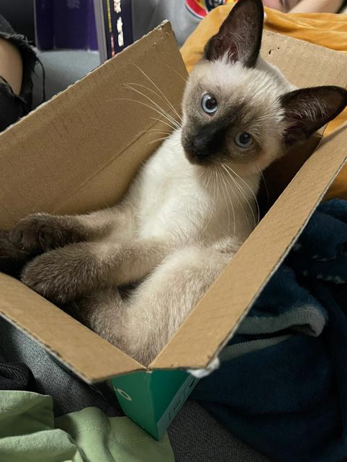 中国小猫被运到美国,快递单号查询_123随叫随到