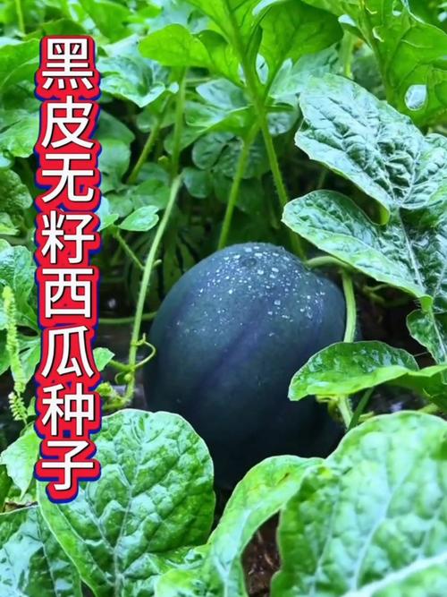 黑皮西瓜一只3.4万,物流专线直达_123随叫随到