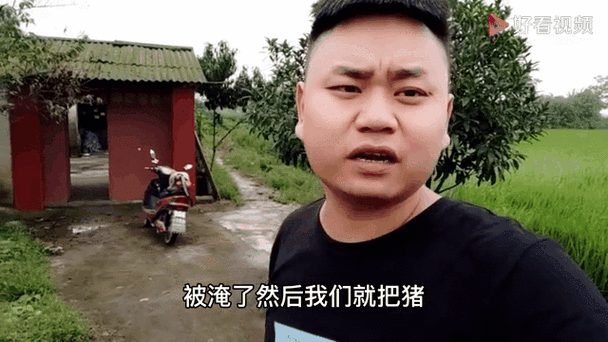 养殖户超百头猪被淹,仓配一体,时效速达