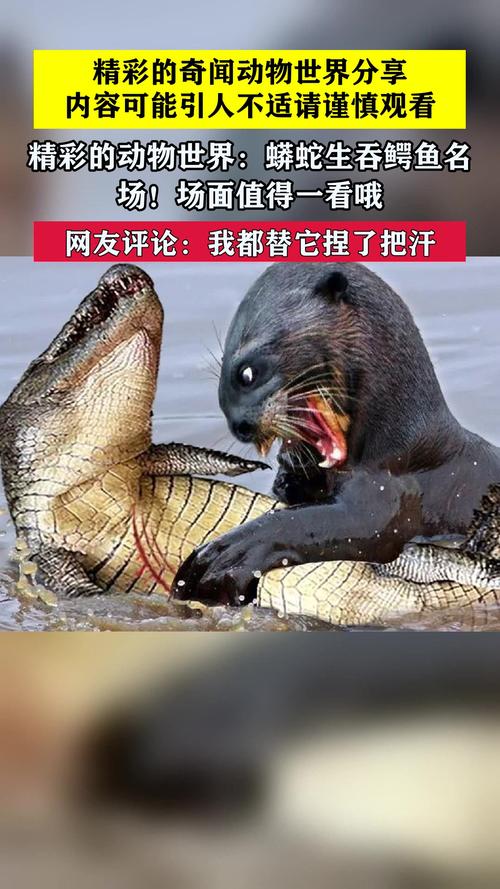 70斤蟒蛇生吞30斤羊,让发货找车找物流更简单_123随叫随到