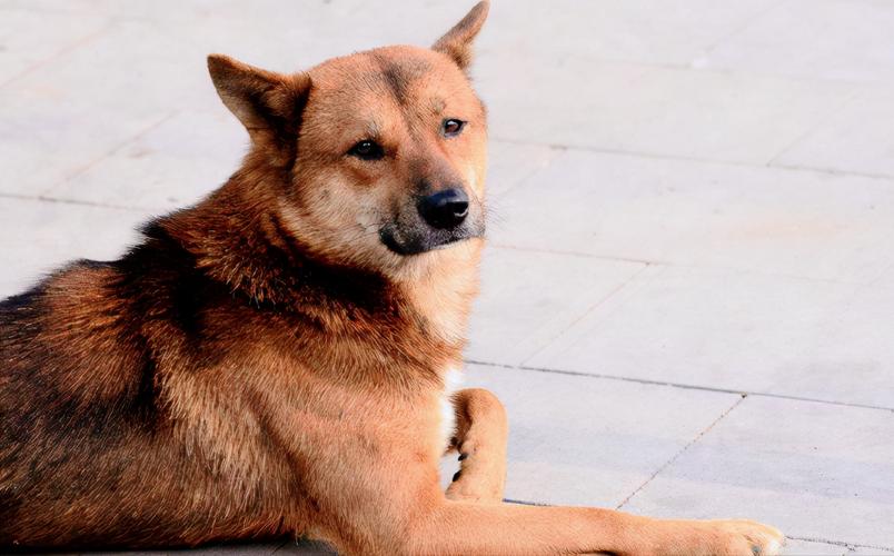 解除禁养中华田园犬,快递单号查询_123随叫随到