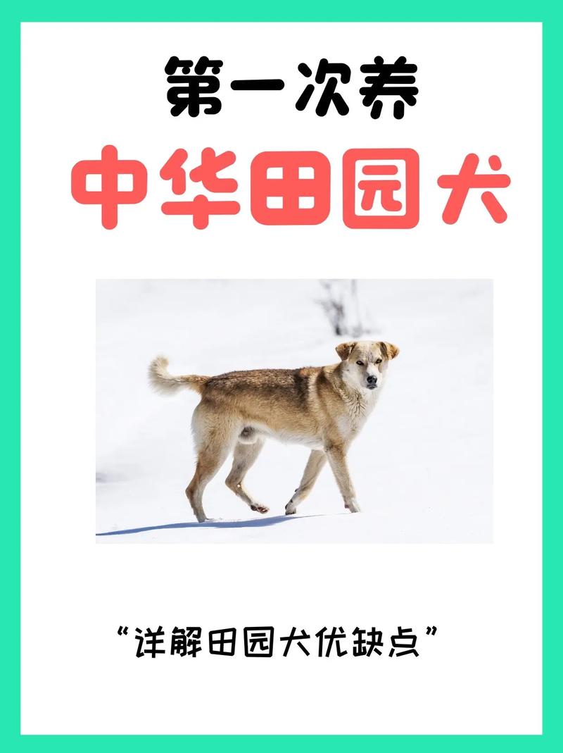 解除禁养中华田园犬,仓配一体,时效速达