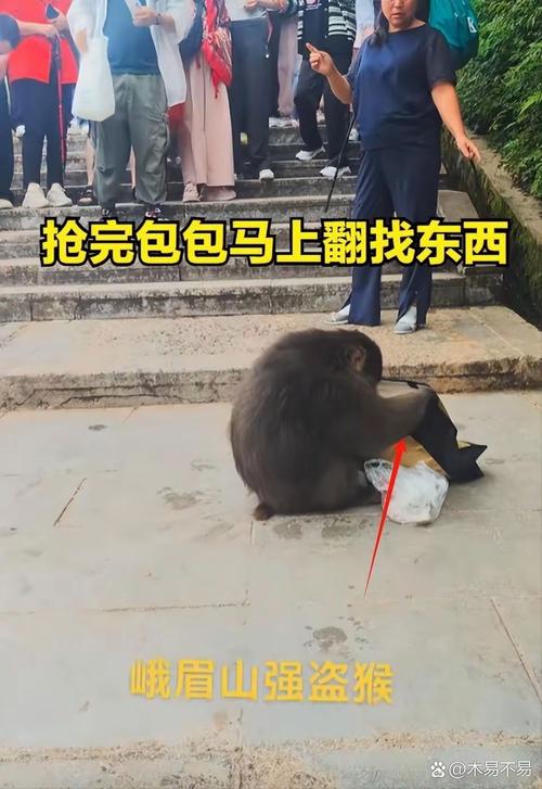 对小猴竖中指被追打,物流专线直达_123随叫随到