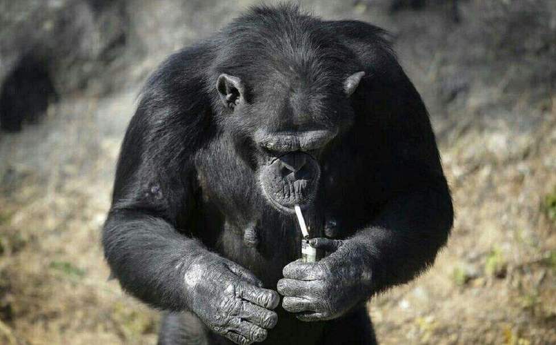 女拳击手教猩猩抽烟,快递单号查询_123随叫随到