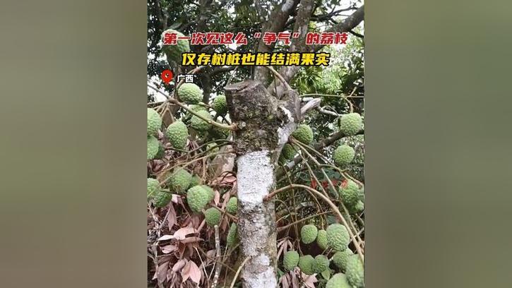 一棵树结30种荔枝,天天发车准时送达_123随叫随到