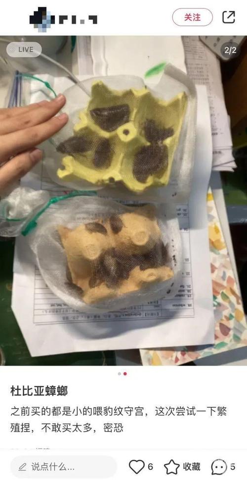 误杀邻居宠物螳螂,物流专线直达_123随叫随到