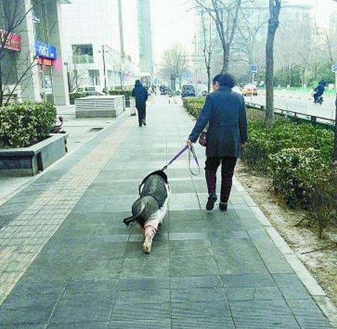 男子街头遛猪引围观,仓配一体,时效速达