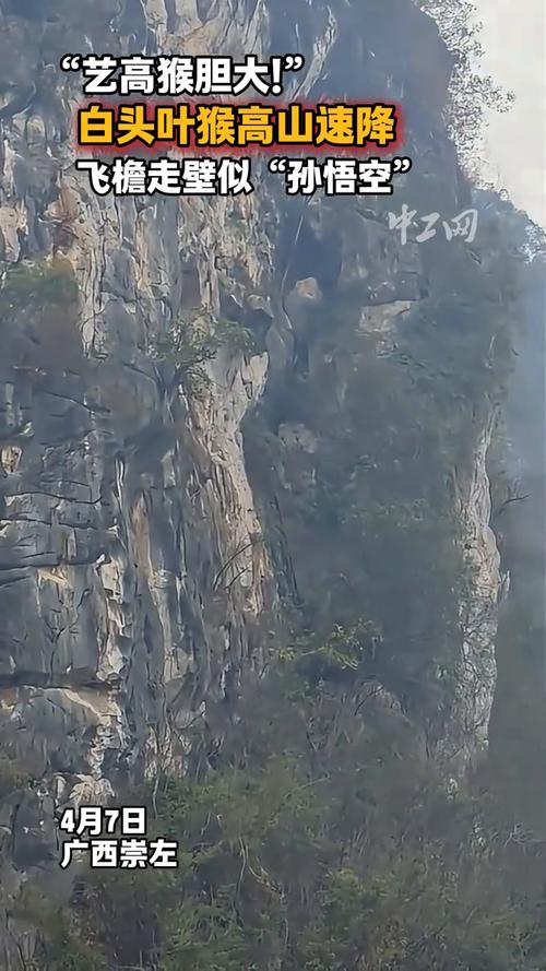 白头叶猴50米速降,物流专线直达_123随叫随到